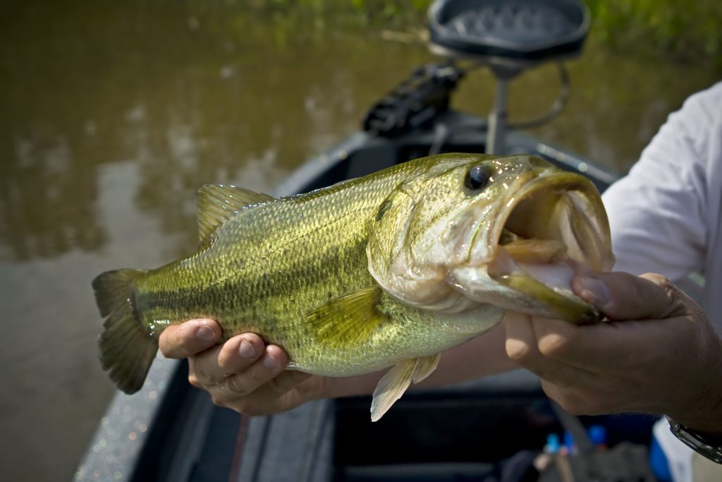 A lucky angler displays a largemouth bass.