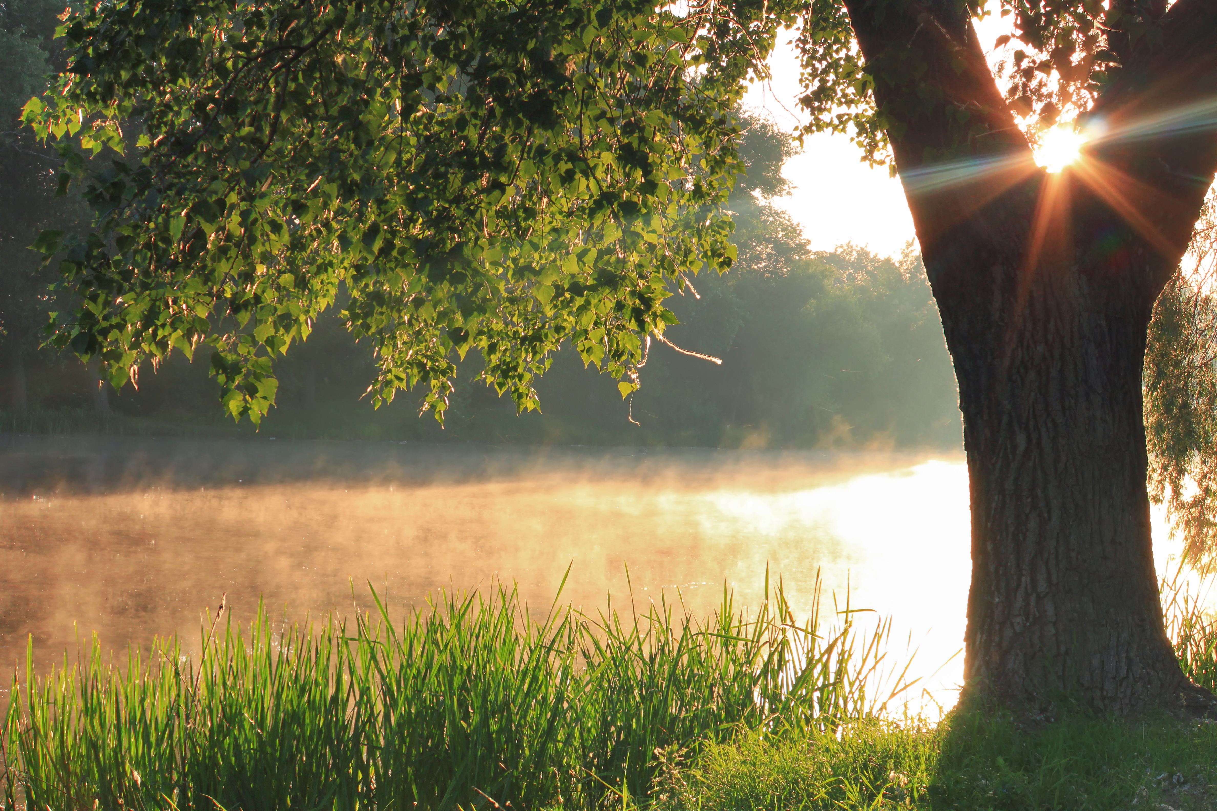 Mist rises from a pond at sunrise