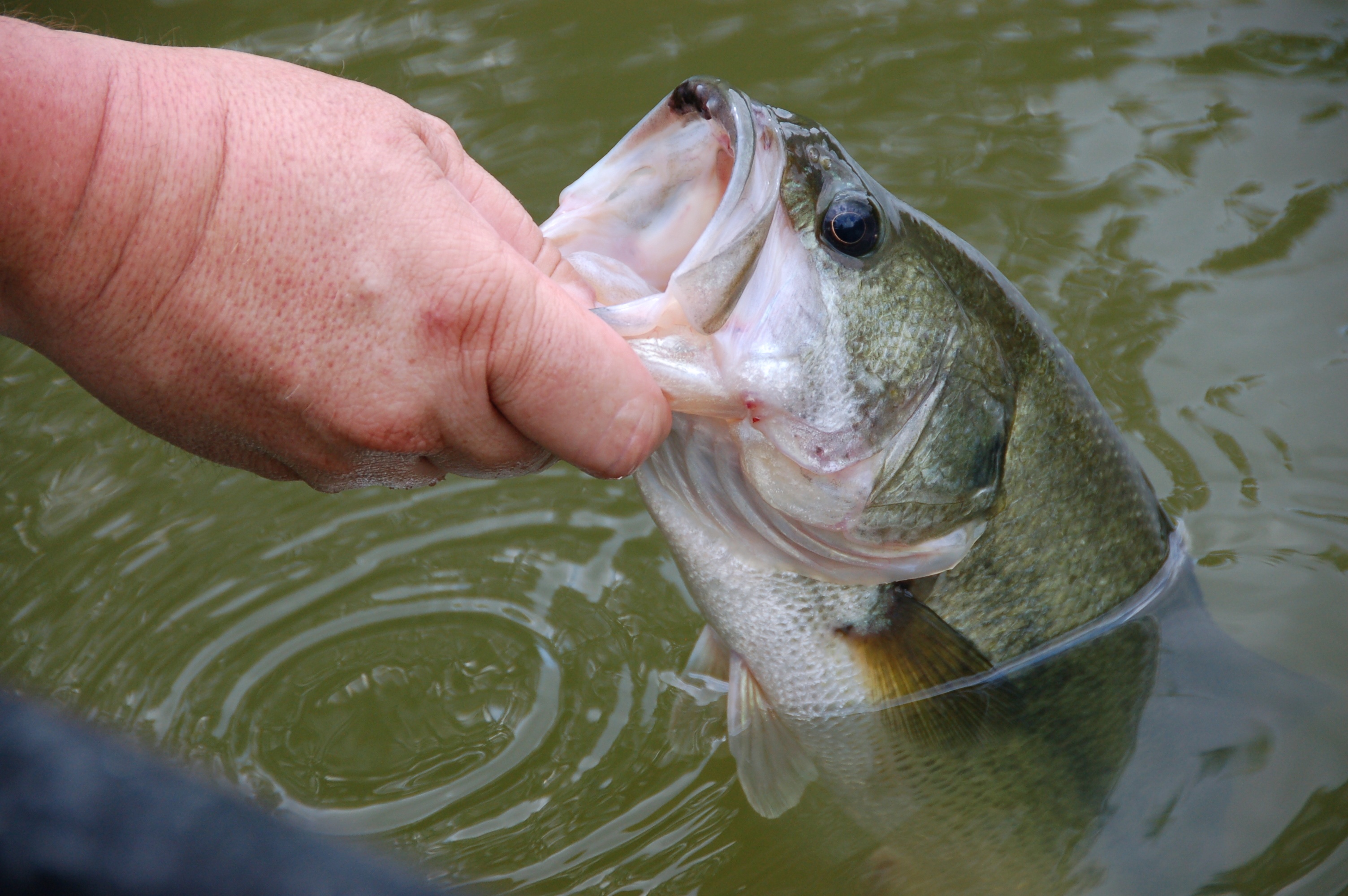 An angler carefully returns a bass to the water - catch and release