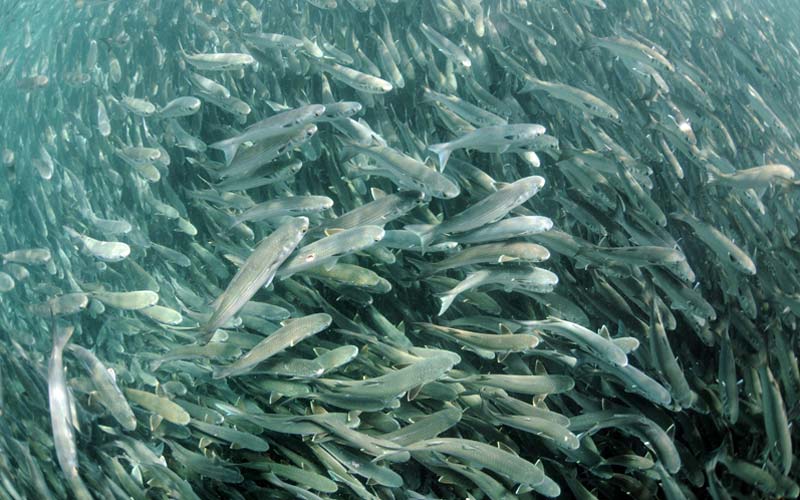 A dense school of forage fish