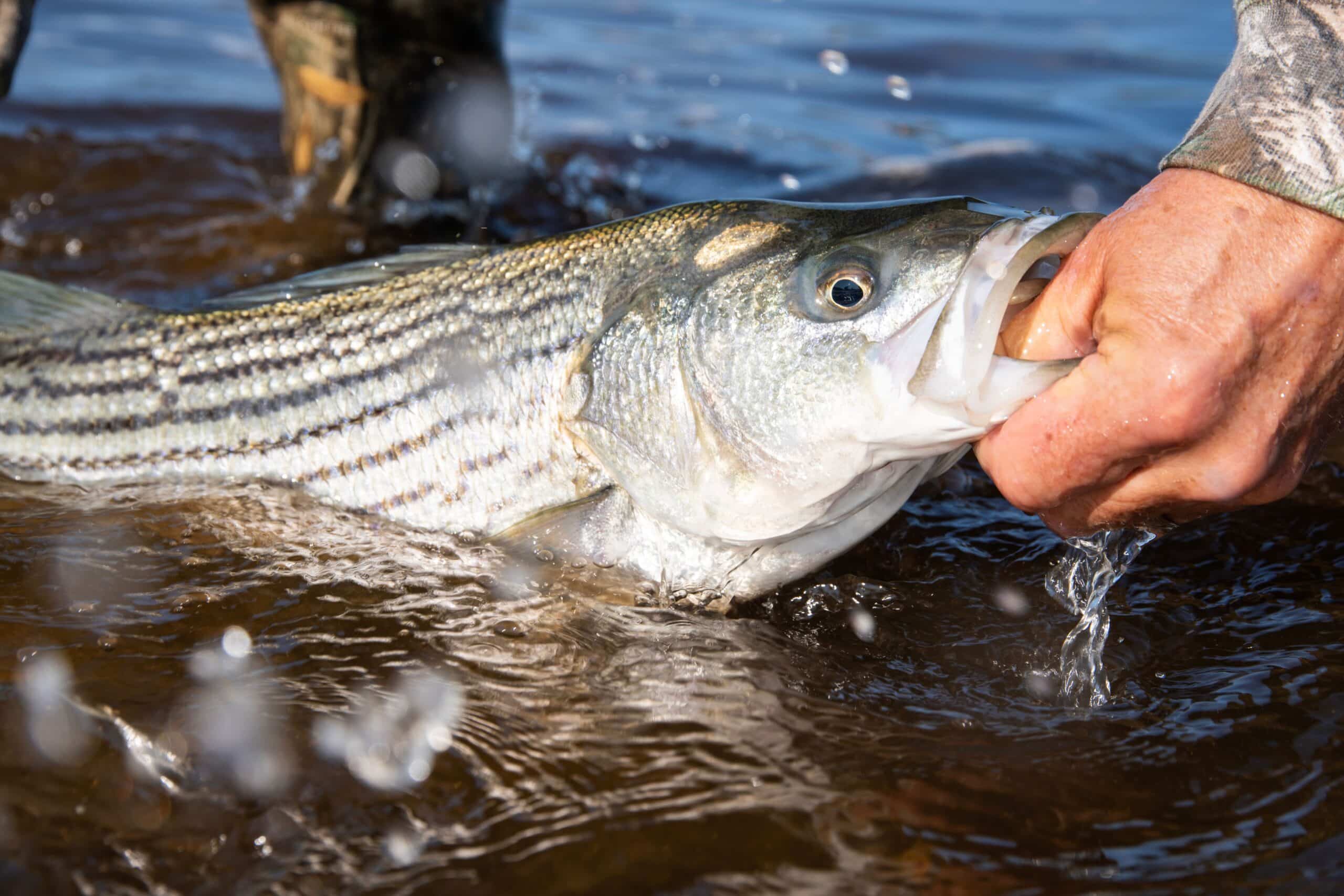 striped bass in water