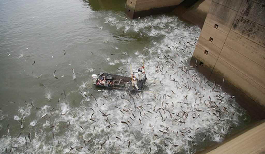 aquatic invasive species in MS River Basin