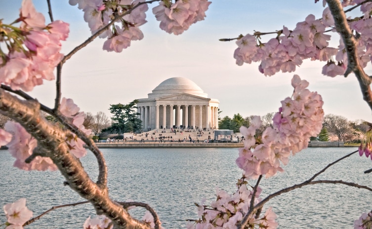 Washington DC Memorial and Cherry Blossoms